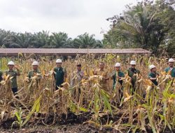 Dukung Ketahanan Pangan, Bhabinkamtibmas Polsek Bulik Panen Jagung Hibrida