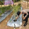 Dukung Ketahanan Pangan, Personil Satbinmas Polres Lamandau melaksanakan kegiatan perawatan tanaman Cabe,Tomat dan Terong
