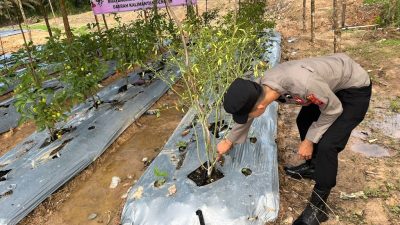 Dukung Ketahanan Pangan, Personil Satbinmas Polres Lamandau melaksanakan kegiatan perawatan tanaman Cabe,Tomat dan Terong