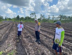 Polsek Rakumpit Dukung Ketahanan Pangan, Bhabinkamtibmas Cek Persiapan Lahan Jagung Milik Warga