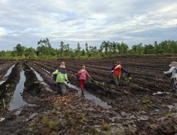 Perkuat Ketahanan Pangan, Polsek Rakumpit Dampingi Petani Olah Lahan Jagung di Pager