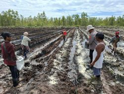Dorong Swasembada Jagung, Polsek Rakumpit Hadir di Tengah Petani Pager
