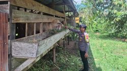 Dukung Ketahanan Pangan, Bhabinkamtibmas Sambangi Peternak Kambing