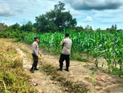 Polsek Bukit Batu Sambangi Lahan Jagung Warga Dukung Program Ketahanan Pangan