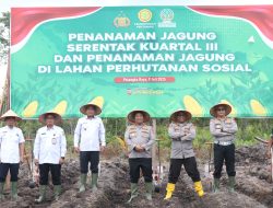 Sukseskan Ketahanan Pangan Nasional, Polda Kalteng dan Polresta Palangka Raya Tanaman Jagung di Rakumpit