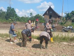 Polsubsektor Bulik Timur Tanam Jagung Serentak, Dukung Ketahanan Pangan