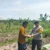 Polsek Rakumpit Salurkan Bantuan Benih Jagung Manis kepada Warga Mungku Baru, Dukung Ketahanan Pangan dan Perekonomian Warga