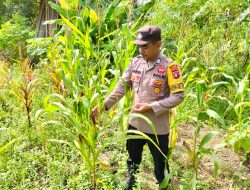 Polsek Marikit Cek Lokasi  Pemanfaatan Pekarangan Warga di Kec. Marikit, Kab. Katingan.