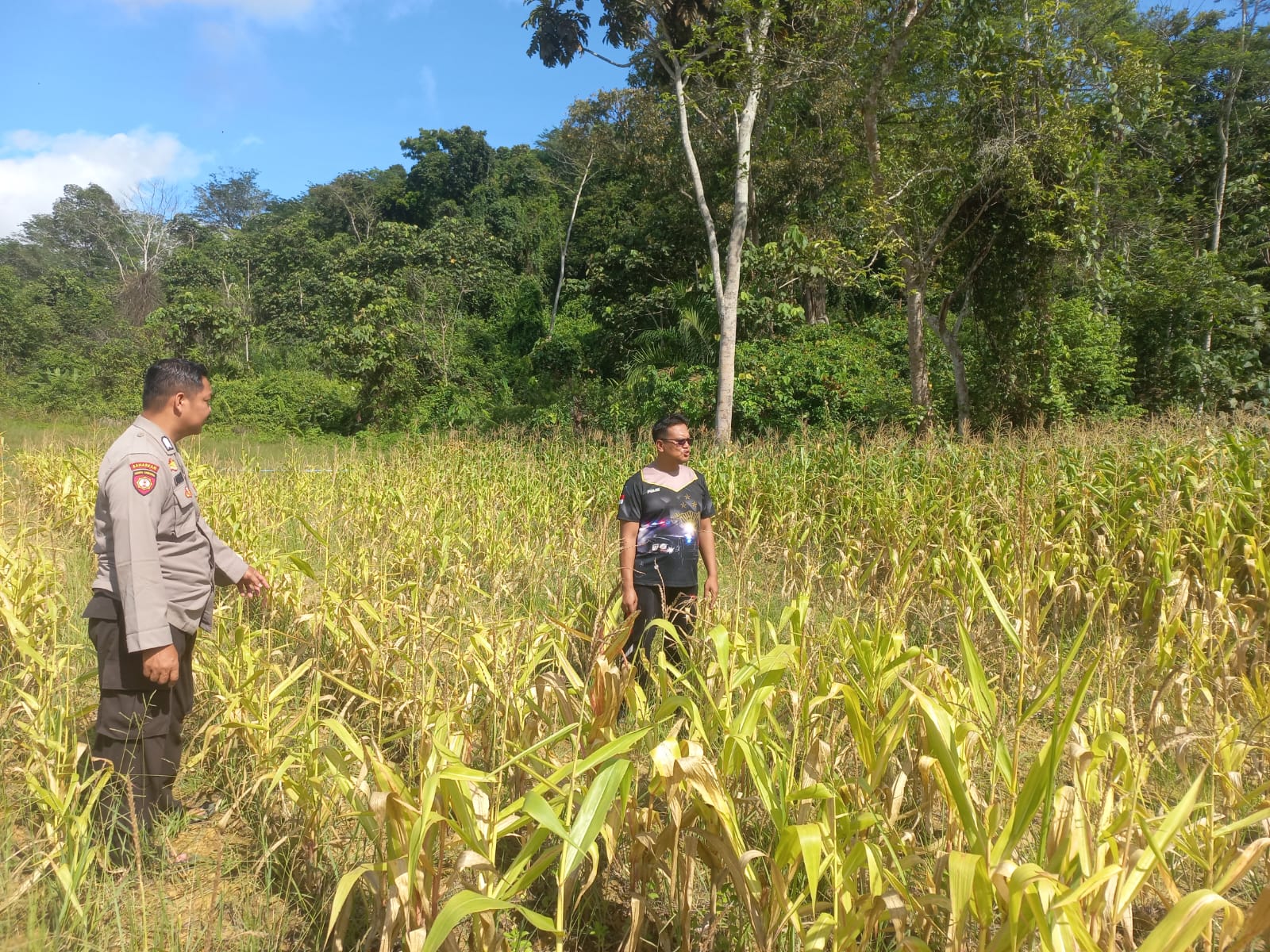Personel Polsek Bulik Laksanakan Pengecekan Hasil Tanam Jagung Serentak di Lahan Polsubsektor Bulik Timur