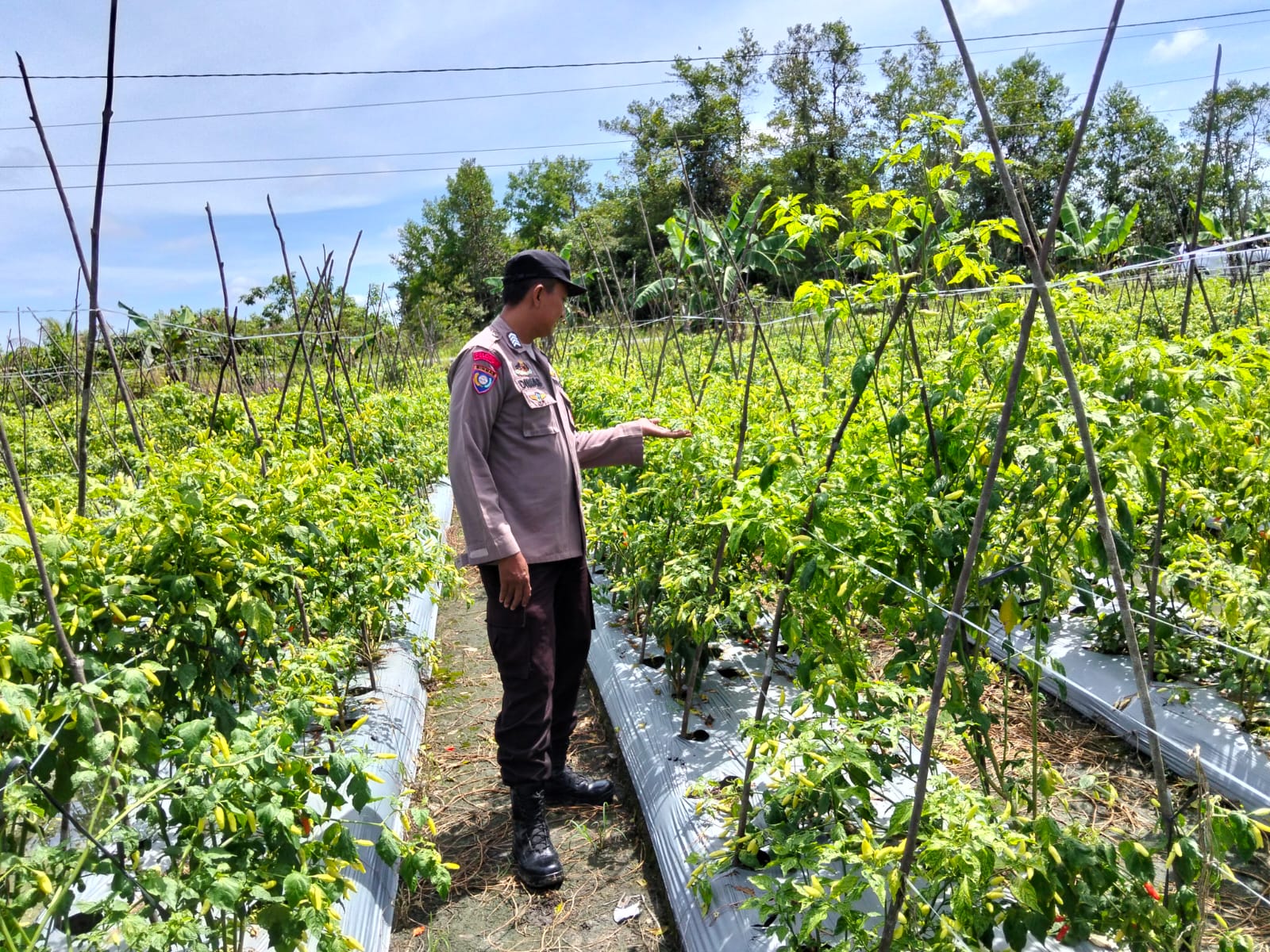 Mendukung Ketahanan Pangan, Personil Polsek Katingan Hulu dan Bukit Raya Cek Lokasi Pemanfaatan Pekarangan Warga.