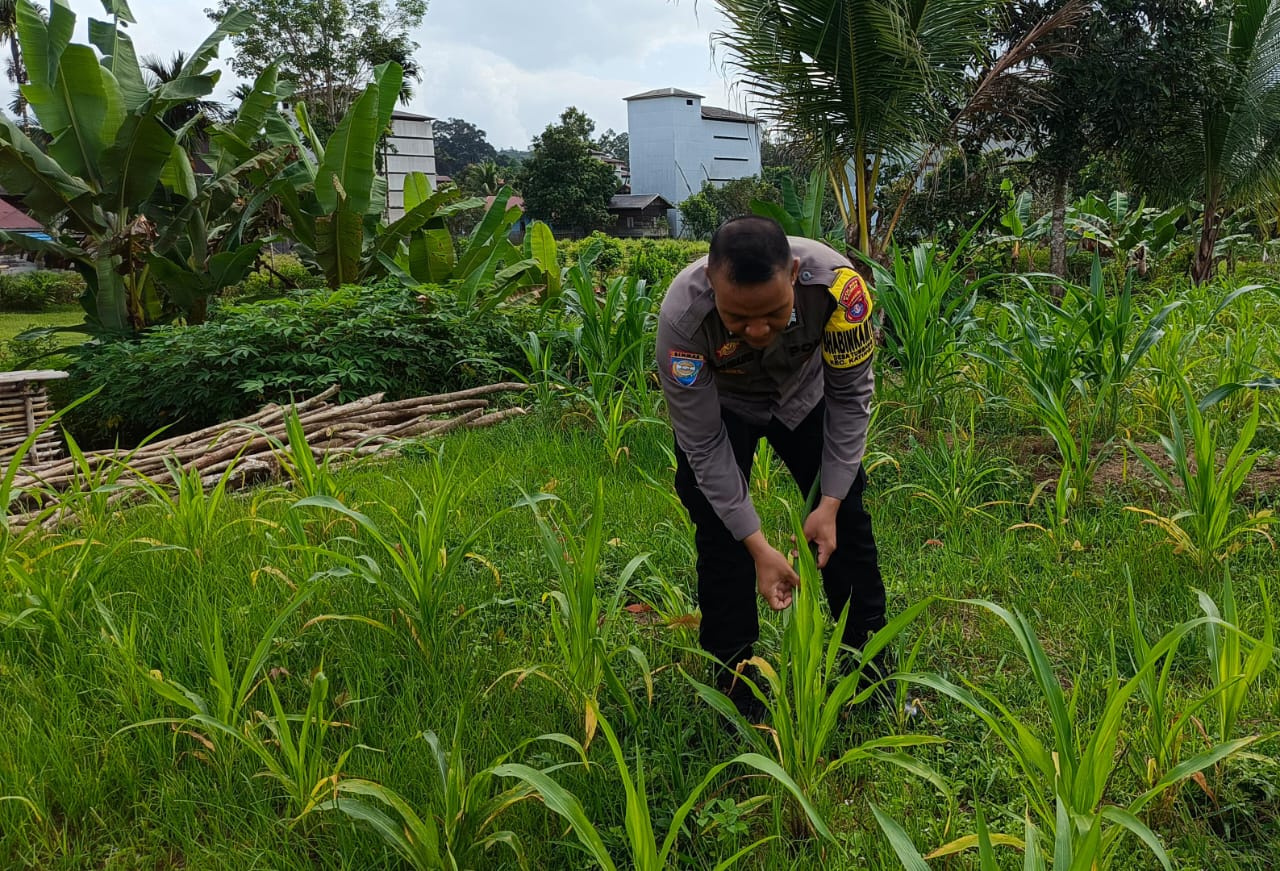 Mendukung Ketahanan Pangan, Personil Polsek Katingan Hulu Cek Lokasi Pemanfaatan Pekarangan Warga.