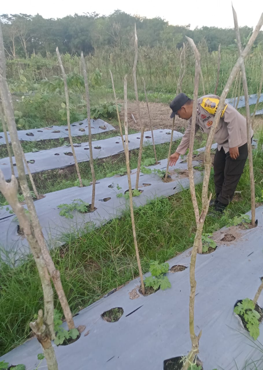 Mendukung ketahanan pangan, Personil Polsek Katingan Kuala cek lokasi pemanfaatan lahan warga berkebun holtikultura