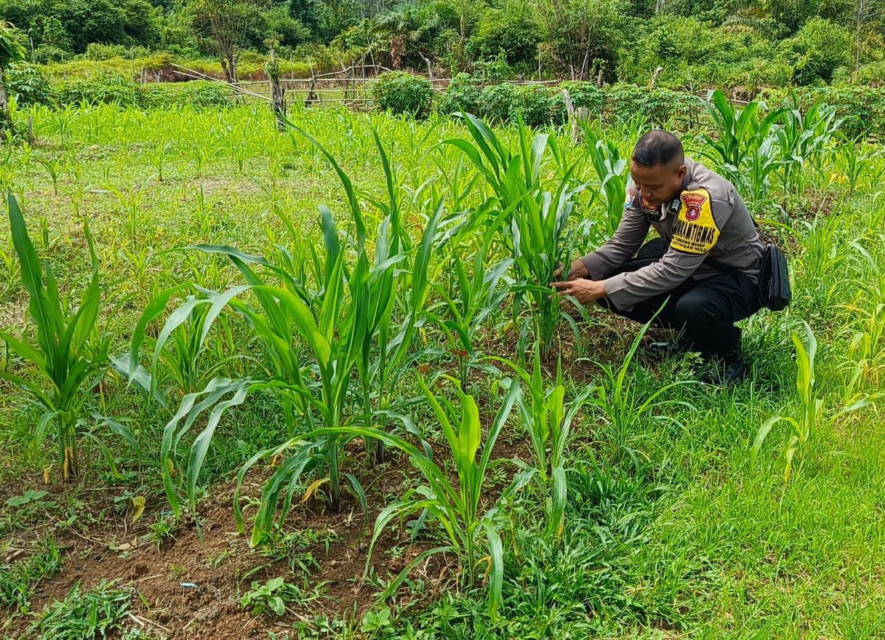 Dukung Ketahanan Pangan, Piket Polsek Marikit Cek Lokasi Pemanfaatan Pekarangan.