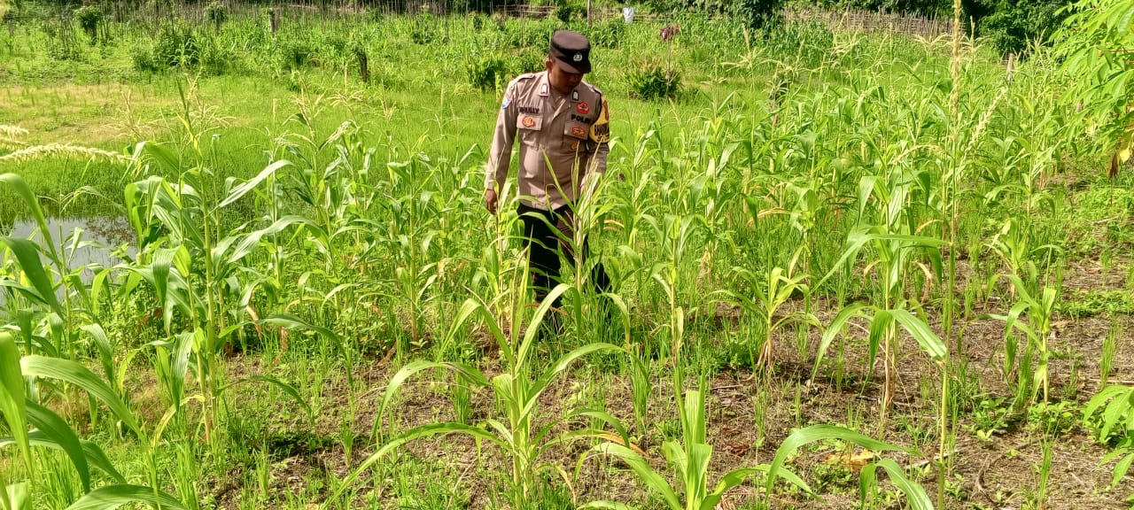 Mendukung Ketahanan Pangan, Personil Polsek Katingan Hulu dan Bukit Raya Cek Lokasi Pemanfaatan Pekarangan Warga.