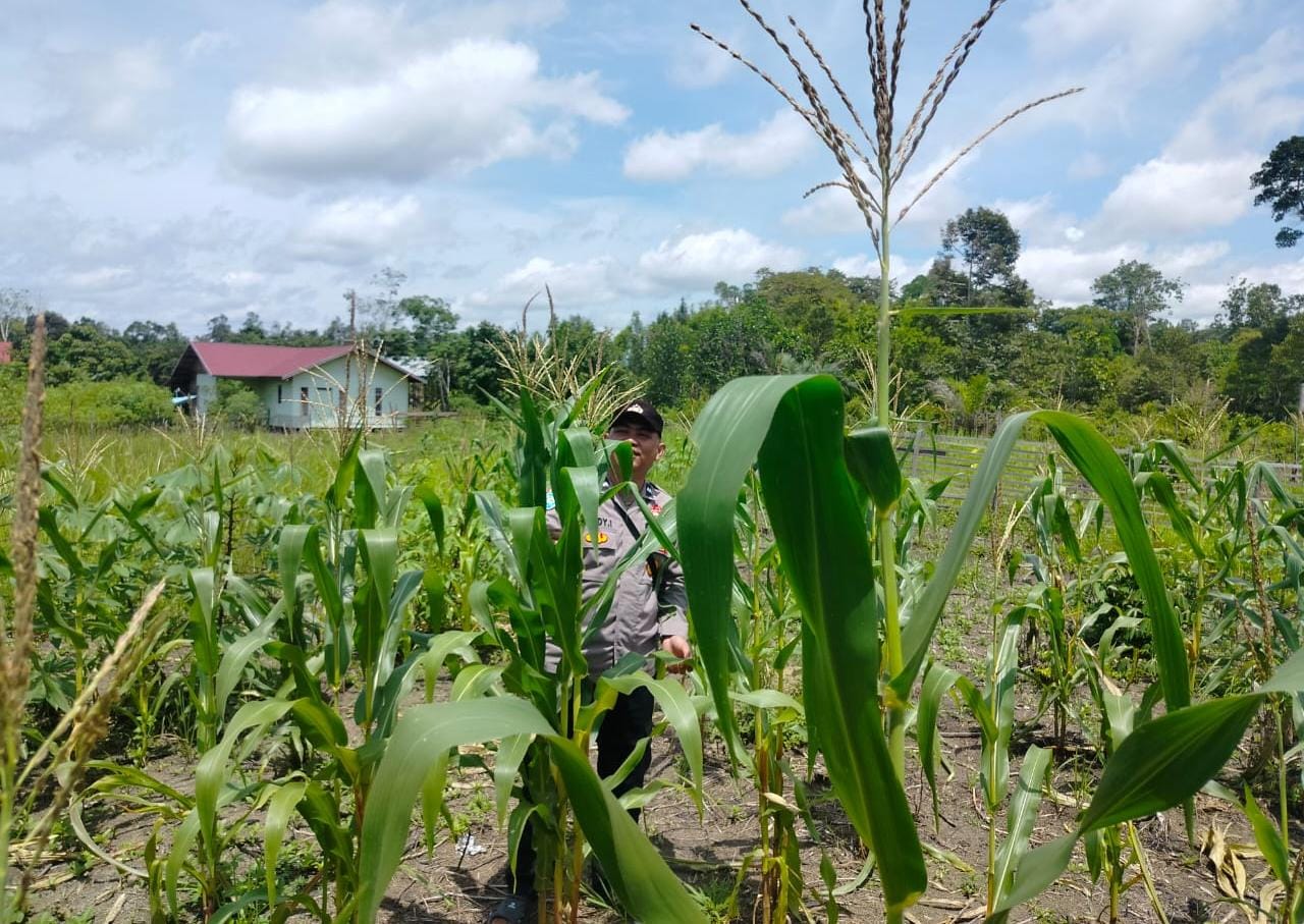 Pemanfaatan Pekarangan Warga di Kec. Marikit, Kab. Katingan Polsek Marikit Dukung Asta Cita Ketahanan Pangan Nasional