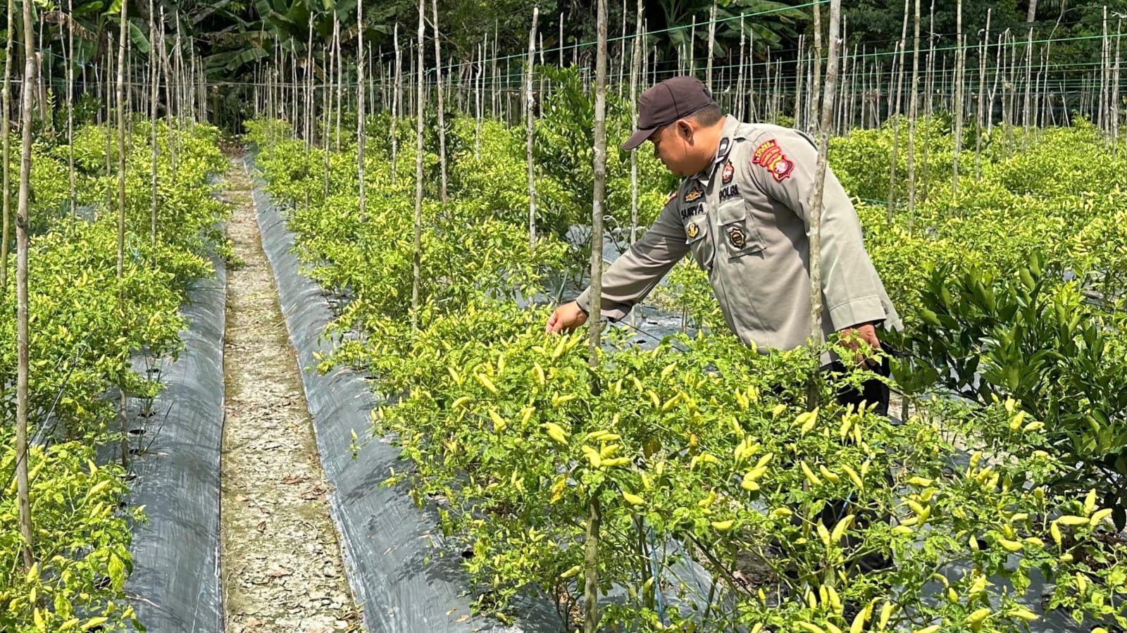 Dukung Ketahanan Pangan, Polsek Tewang Sangalang Garing dan Pulau Malan Dorong Warga Manfaatkan Lahan Pertanian