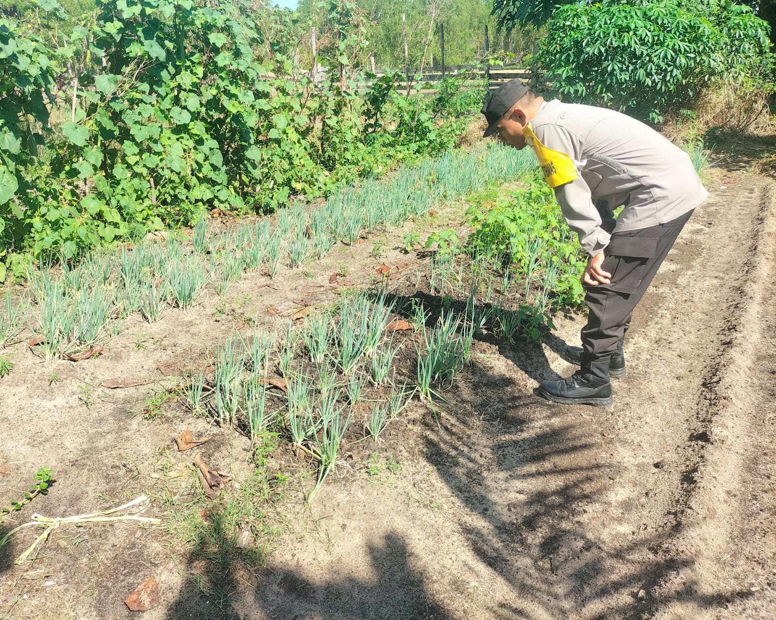Bhabinkamtibmas Desa Kampung Tengah Cek Lokasi Pemanfaatan Lahan Pekarangan Warga