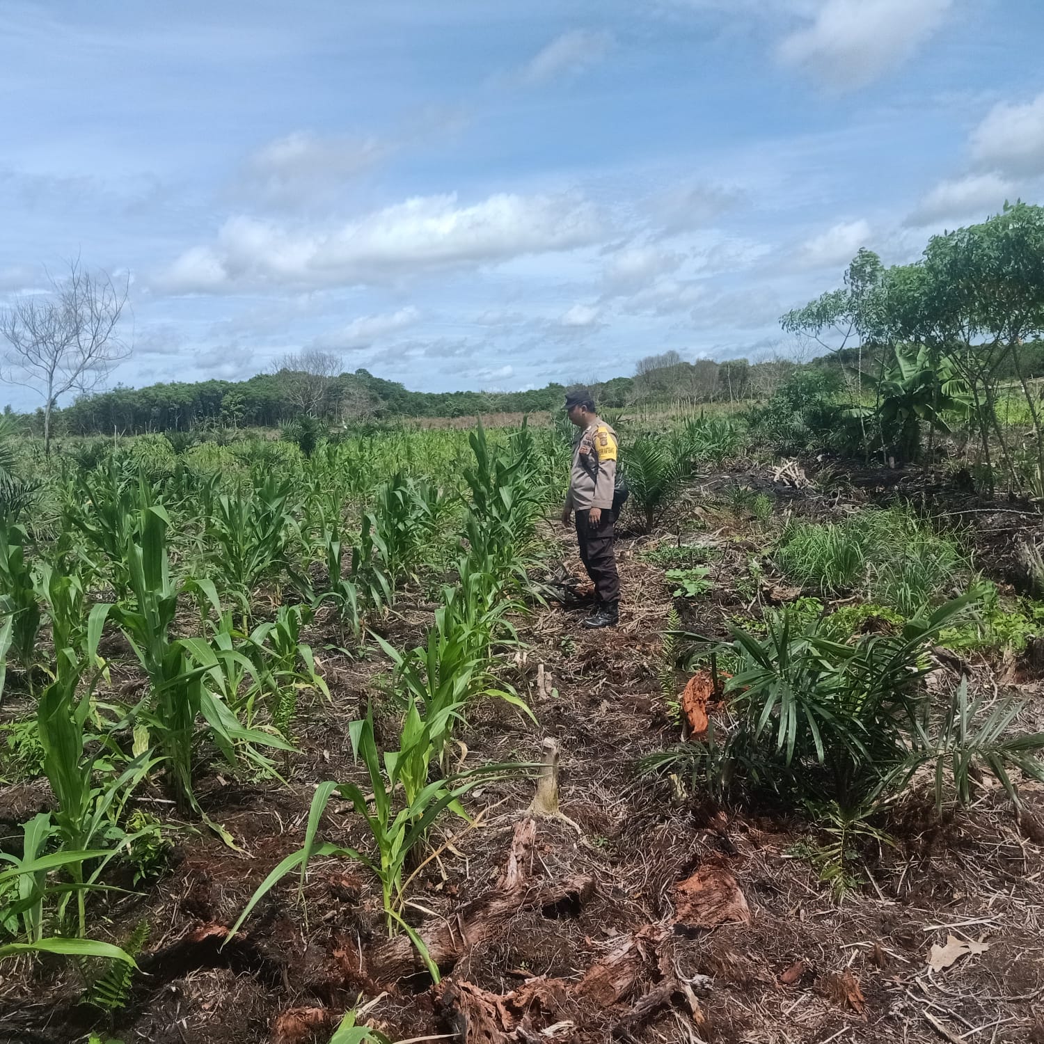 Dalam Rangka Mendukung Program Pemerintah, Bhabinkamtibmas Desa Perigi Polsek Mendawai Cek Lokasi Pemanfaatan Lahan Pekarangan Warga