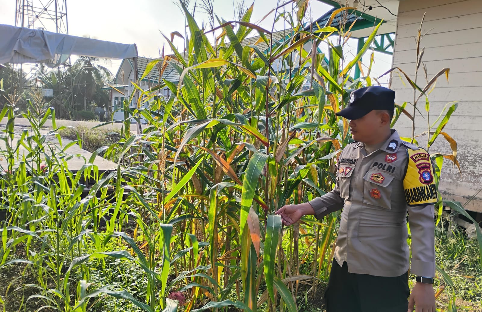 Bhabinkamtibmas Polsek Tasik Payawan dan Kamipang Cek Pekarangan Pangan Bergizi Warga Binaan