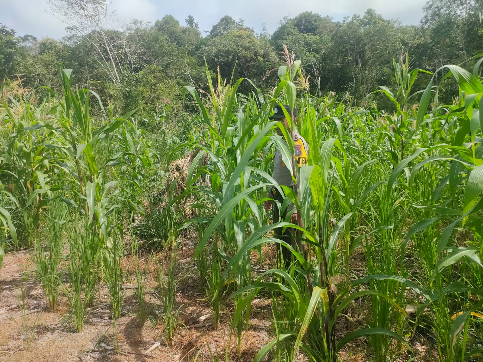 Dukung Asta Cita Polsek Marikit Cek Lokasi Pemanfaatan Pekarangan Warga di Kec. Marikit, Kab. Katingan