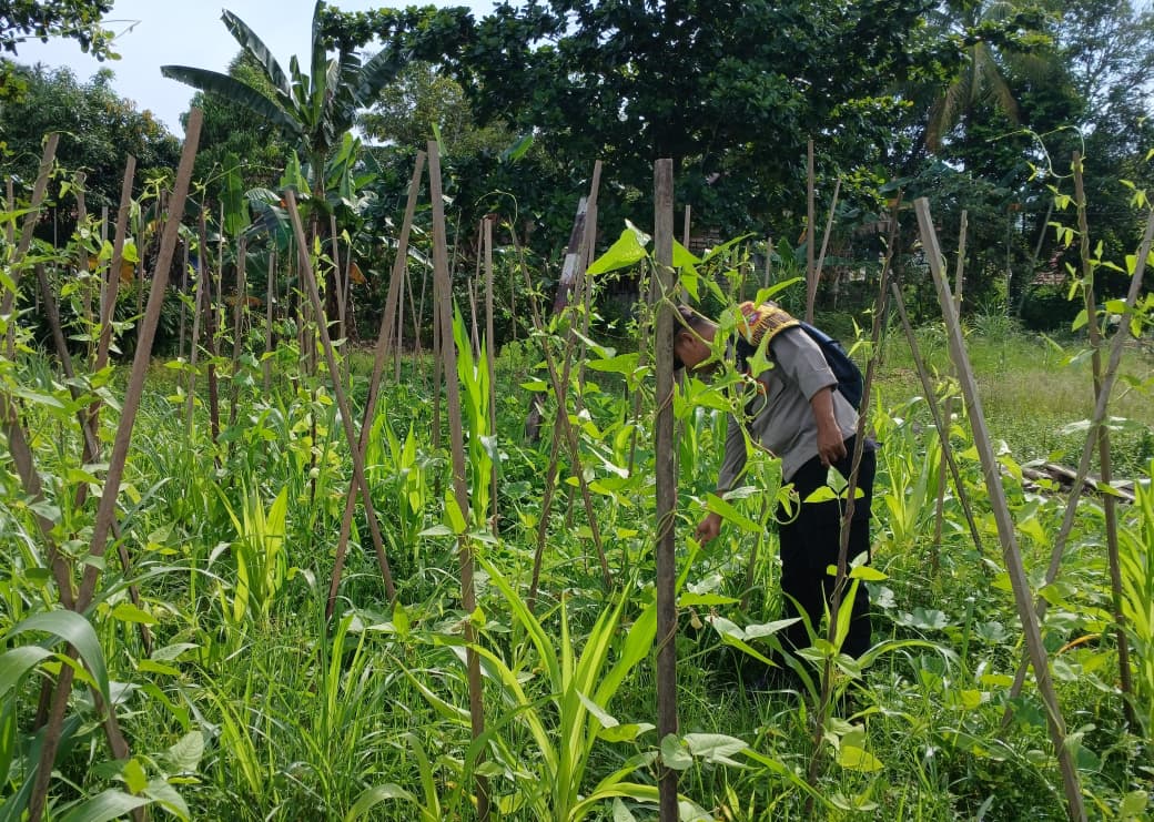 Mendukung Ketahanan Pangan, Personil Polsek sanaman mantikei Cek Lokasi Pemanfaatan Pekarangan Warga.