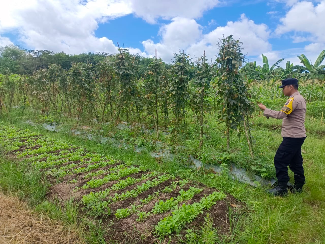 Mendukung Ketahanan Pangan, Personil Polsek Katingan Hulu dan Bukit Raya Cek Lokasi Pemanfaatan Pekarangan Warga.