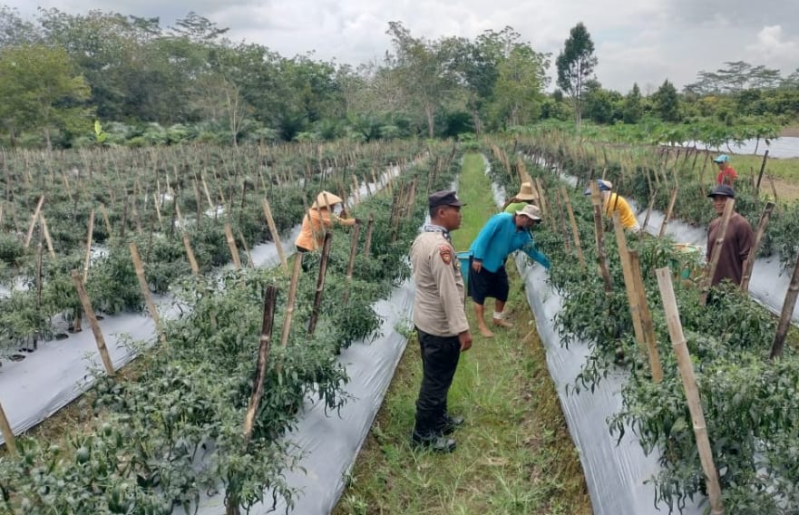 Dalam Rangka Mendukung Program Pemerintah, Bhabinkamtibmas Desa Mekartani Polsek Mendawai Cek Lokasi Pemanfaatan Lahan Pekarangan Warga