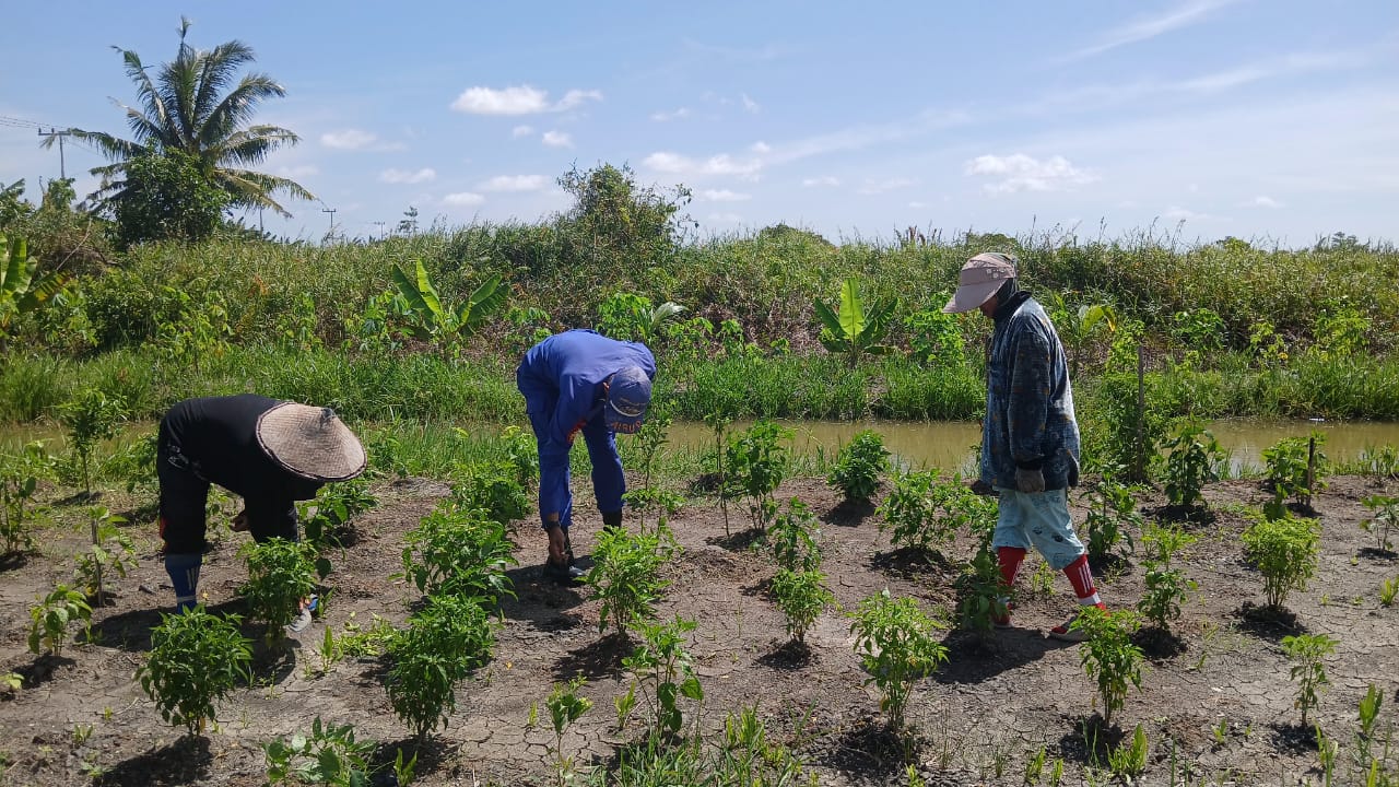 Personil Mako perwakilan Das Jelai laksanakan kegiatan ketahanan pangan