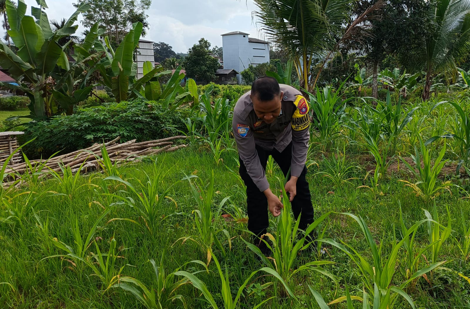 ‎Mendukung Ketahanan Pangan, Personil Polsek Katingan Hulu  Cek Lokasi Pemanfaatan Pekarangan Warga.