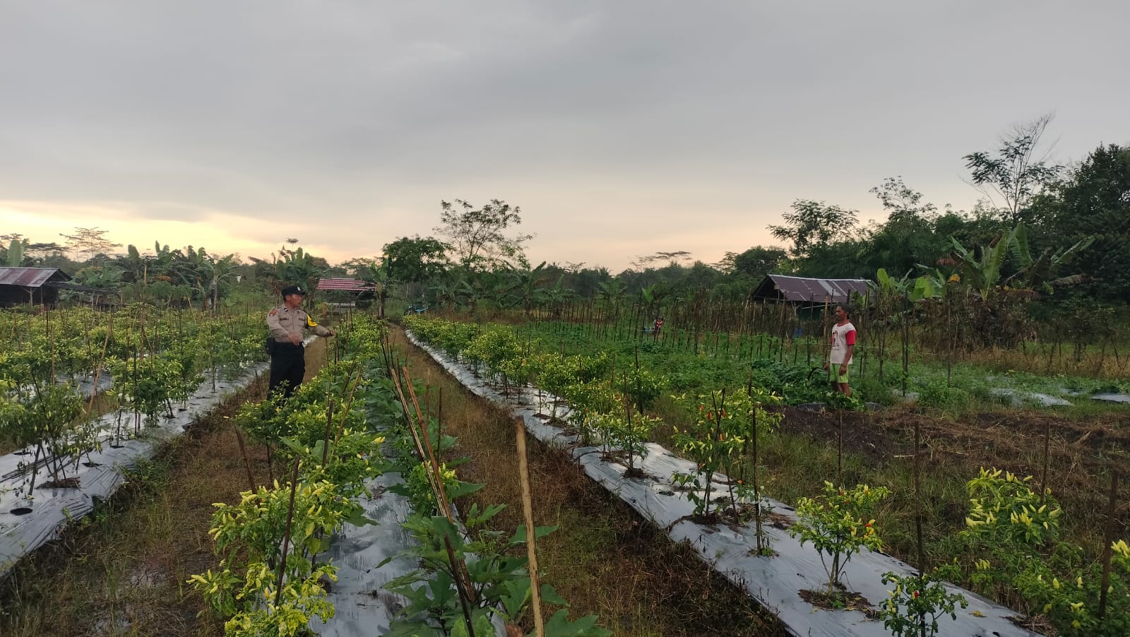 Dalam Rangka Mendukung Program Pemerintah, Bhabinkamtibmas Desa Mekartani Polsek Mendawai Cek Lokasi Pemanfaatan Lahan Pekarangan Warga
