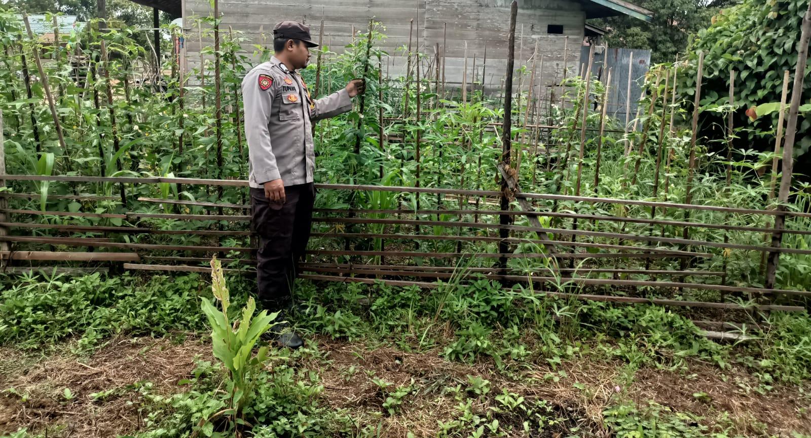Polsek Marikit melaksanakan kegiatan pengecekan pemanfaatan lahan dalam program Ketahanan Pangan bentuk Dukungan terhadap Kebijakan Presiden RI tentang Asta Cita Ketahanan Pangan